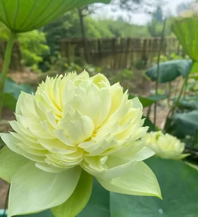 各种各样的荷花怎么形容(大自然万紫千红的荷花图片)图4