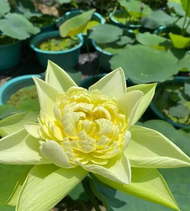 各种各样的荷花怎么形容(大自然万紫千红的荷花图片)图19