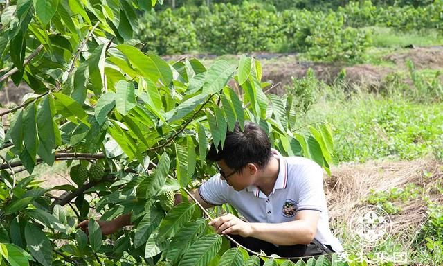 致富经释迦种植图21