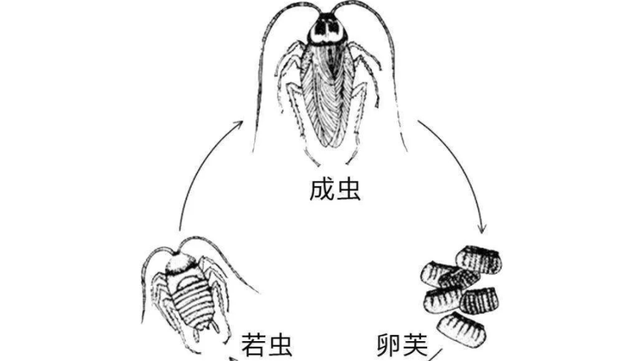 蝉产卵在树上怎么又到土里去了图2