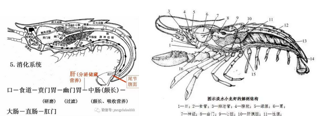 心心念念的小龙虾终于吃到了图12