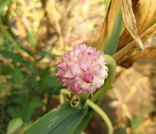 常见百合科花卉都有哪些图5