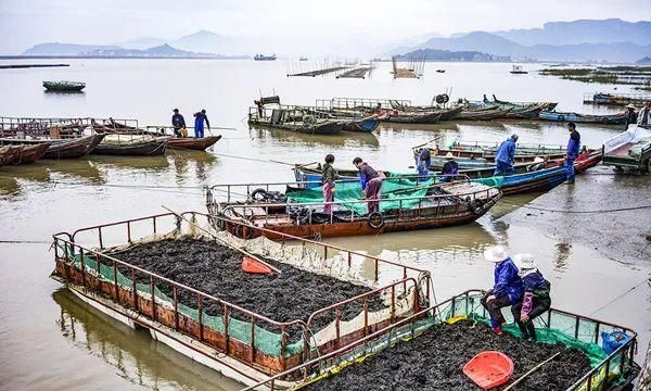 杭州的海鲜来自哪里(杭州开渔)图3