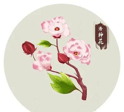 熬夜喝花果茶(花果茶熬夜)图8