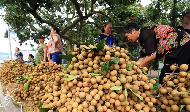 莆田桂圆干的特点和价值图1