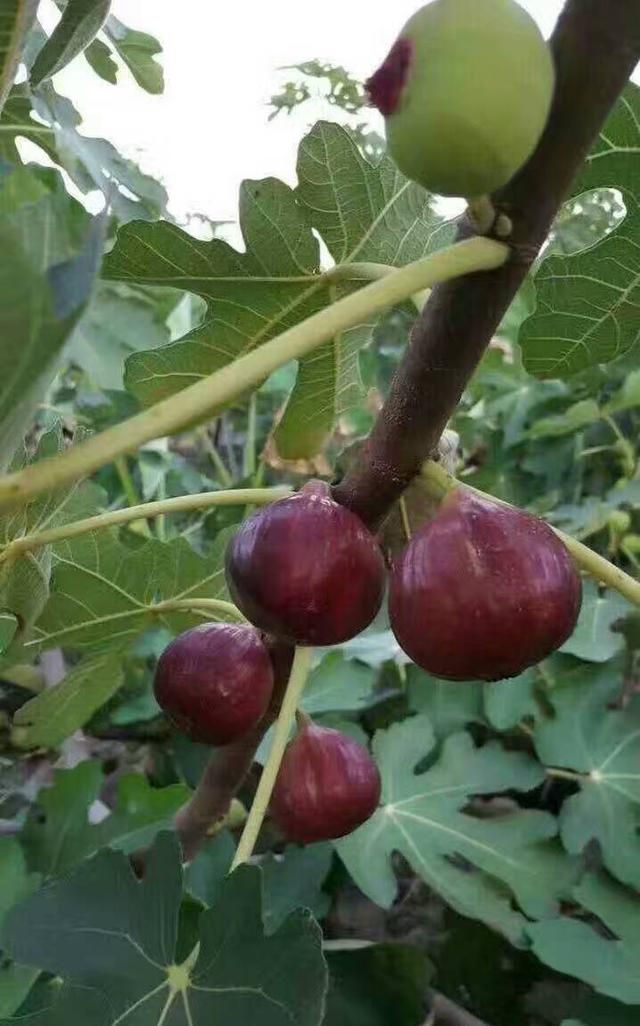 无花果酒的神秘功效与酿酒技术图1