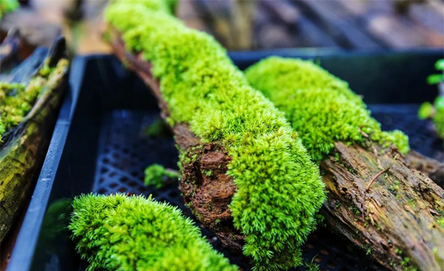 目前苔藓植物中有无可食用的种类图3