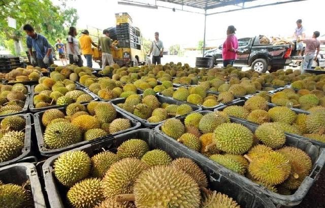 盘点一下含寄生虫最多的十大水果图19