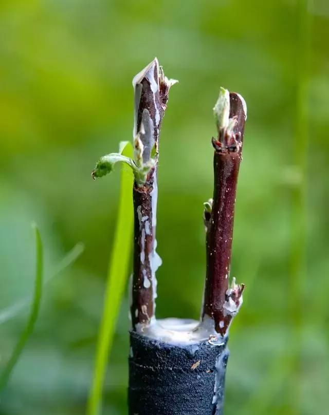 果树嫁接好后要涂上接蜡是为了预防什么图2