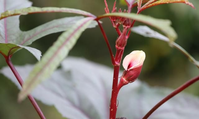 湖北宜都红秋葵种植技术图2