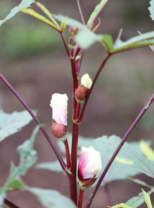 湖北宜都红秋葵种植技术图4