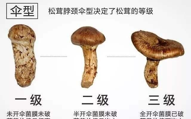 松茸一般怎么做好吃(松茸的吃法怎样挑选干松茸)图2