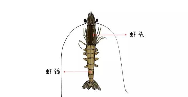 海鲜粪便能吃吗(海鲜是不是都有便便不能吃)图3