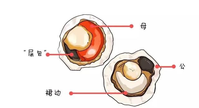 海鲜粪便能吃吗(海鲜是不是都有便便不能吃)图8