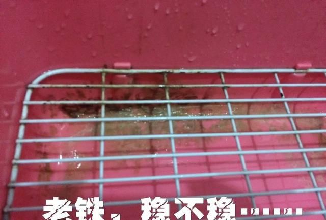 荷兰猪尿石怎么去掉的(荷兰猪身上的尿渍用什么洗干净)图6