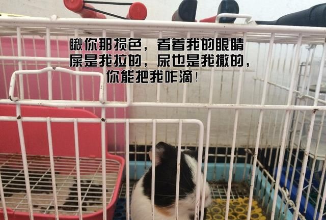 荷兰猪尿石怎么去掉的(荷兰猪身上的尿渍用什么洗干净)图11