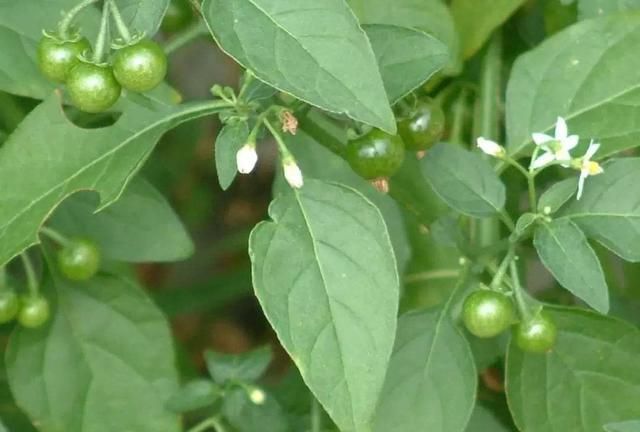 野生龙葵菜能吃吗(野菜龙葵怎么食用)图1