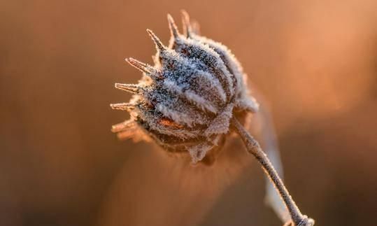 小雪节气一定会下小雪吗,小雪节气刮风不下雪图1