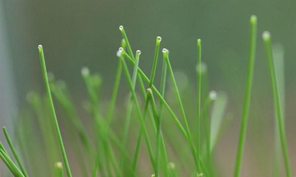 此菜是肠胃清道夫排出体内垃圾,多吃此菜清心润肺提高免疫力图3