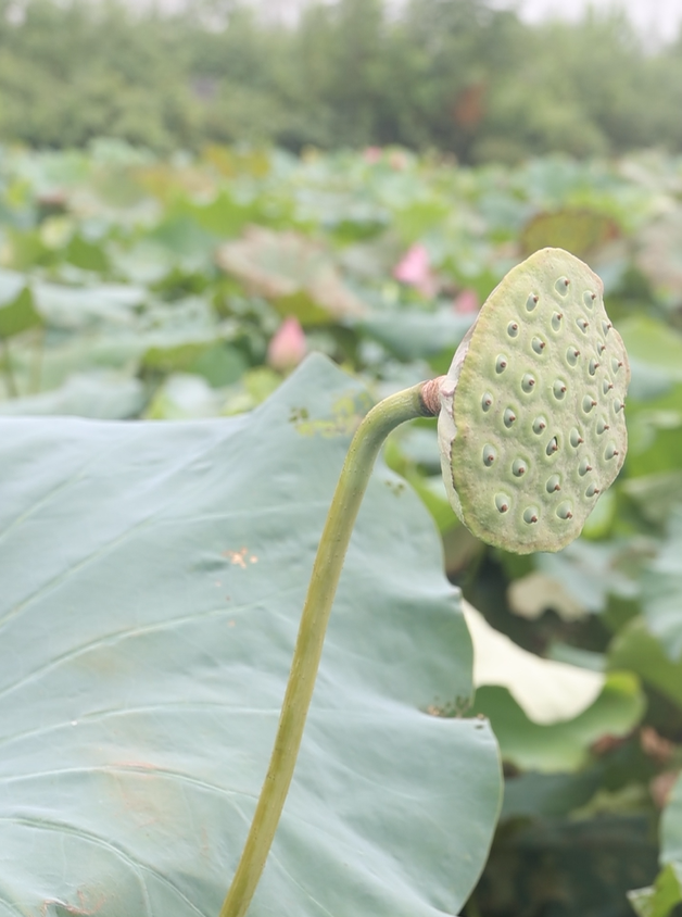 炒荷塘三宝做法大全(荷塘三宝小炒)图13