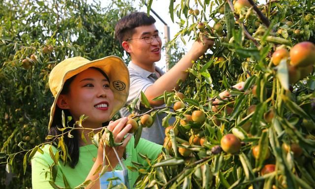 枣树能不能上含氯的肥料呢,枣树能施含氯肥料吗图2