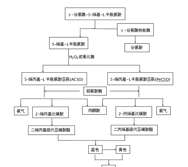 研制大蒜绿的颜色有没有毒图2