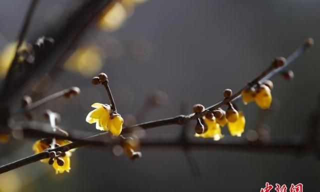 今日大寒又逄腊八节,大寒来袭你的家乡也会大寒迎年吗图7