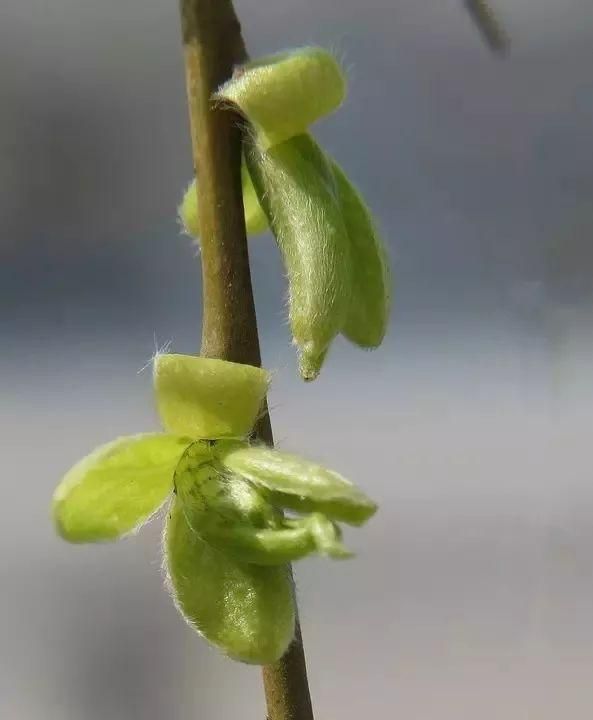 春天到了,这些野菜您尝鲜了吗英语图3