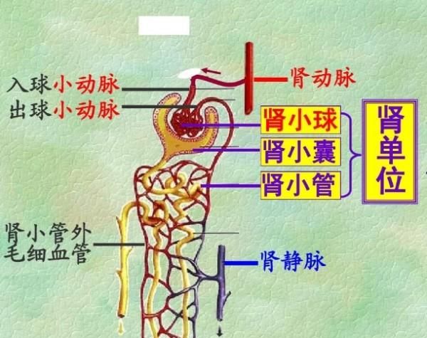 检查肾功能查哪些项目,公务员肾功能检查项目图2