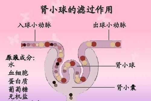 检查肾功能查哪些项目,公务员肾功能检查项目图6