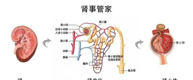 检查肾功能查哪些项目,公务员肾功能检查项目图9