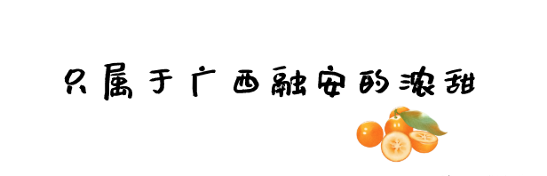 软糯香甜金桔真好吃(脆甜不麻嘴滑皮金桔)图4