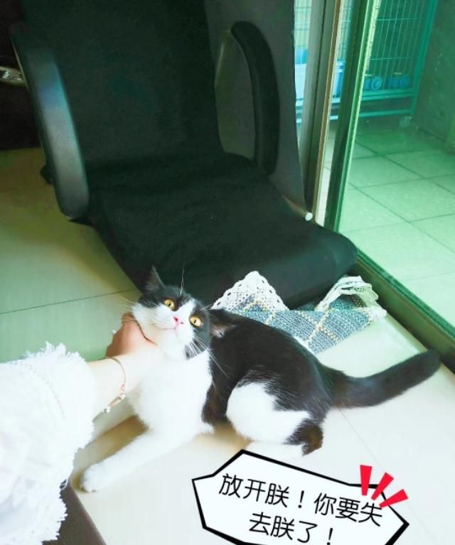 养猫给你的生活带来什么变化(养猫会给人带来哪些快乐)图5