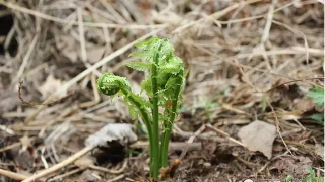 营养价值高又好吃的野菜(这几种野菜营养价值高)图4