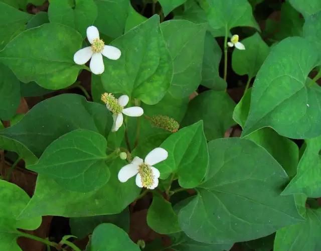 营养价值高又好吃的野菜(这几种野菜营养价值高)图10