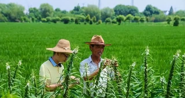 芝麻怎么种出来的简单(芝麻种植的正确方法)图2