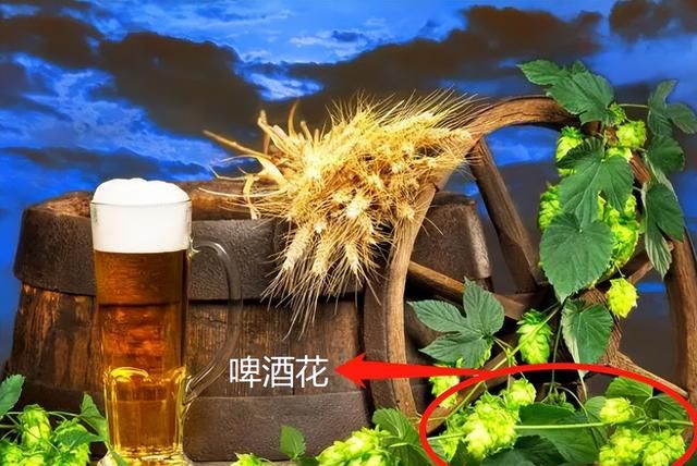 请问喝过白酒为什么不能喝啤酒呢图3