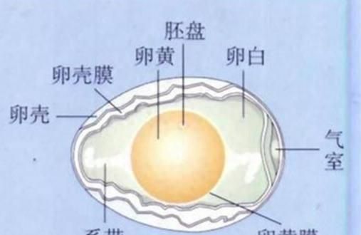 鸡蛋晃动有黄金蛋的声音(鸡蛋晃动有声音一定是坏了吗)图2