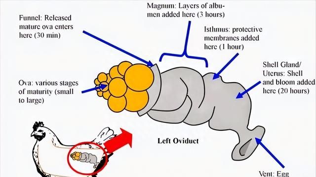 鸡为什么进化的每天下蛋(为什么鸡光下蛋不孵蛋)图3