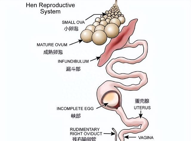 鸡为什么进化的每天下蛋(为什么鸡光下蛋不孵蛋)图4