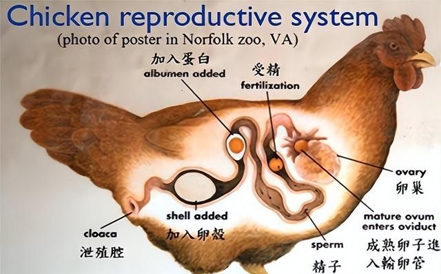 鸡为什么进化的每天下蛋(为什么鸡光下蛋不孵蛋)图5