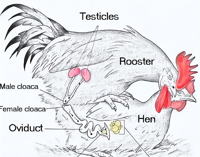 鸡为什么进化的每天下蛋(为什么鸡光下蛋不孵蛋)图6