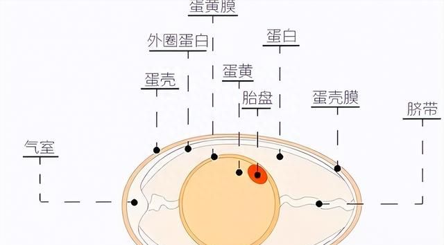 鸡为什么进化的每天下蛋(为什么鸡光下蛋不孵蛋)图7