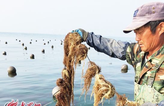 山东日照龙须菜,日照龙须菜潮菜图2