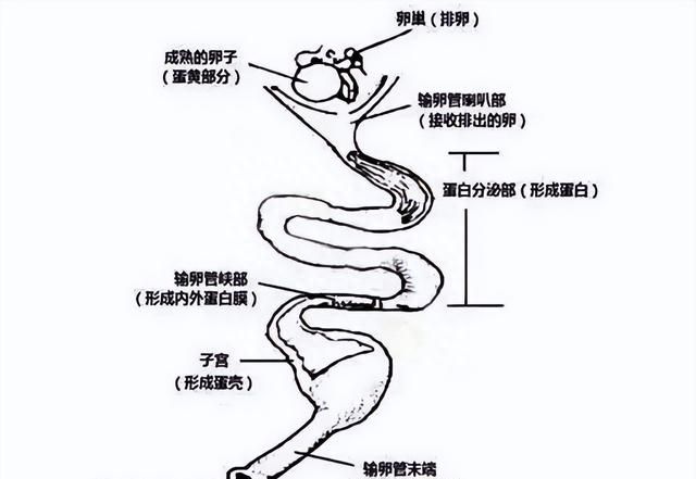 母鸡有必要公鸡下蛋吗,母鸡为什么不用公鸡就可以下蛋图4