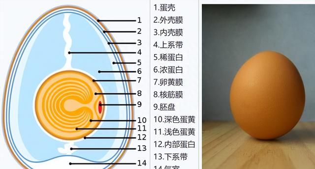 母鸡有必要公鸡下蛋吗,母鸡为什么不用公鸡就可以下蛋图5