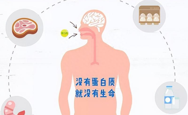 补充蛋白质提高免疫力前十种食物图3