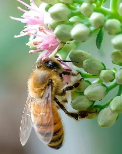 蜜蜂怎么知道哪里有花蜜(蜜蜂是怎么寻找花蜜的)图2