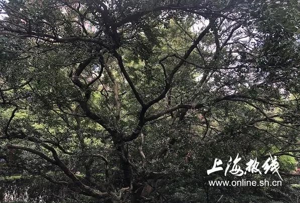 淮海路上的公园,格调高雅独具魅力的美丽公园图12