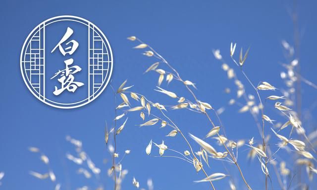 白露节气祝福语可复制(白露节气思念情人的肉麻祝福语)图1